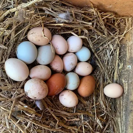 Eco Maison Entiere Avec Terrasse Dans Jardin Potager Piscine Parking