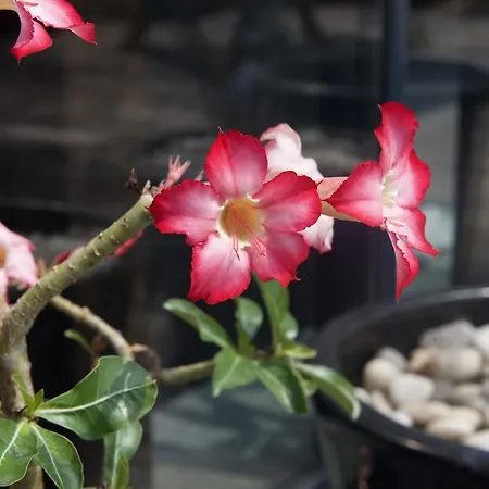 Eco Maison Entiere Avec Terrasse Dans Jardin Potager Piscine Parking Будинок відпочинку