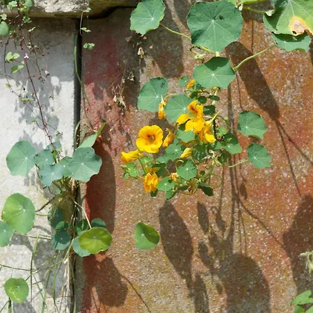 Будинок відпочинку Eco Maison Entiere Avec Terrasse Dans Jardin Potager Piscine Parking *