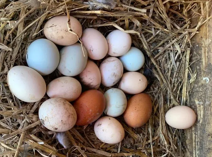 Eco Maison Entiere Avec Terrasse Dans Jardin Potager Piscine Parking